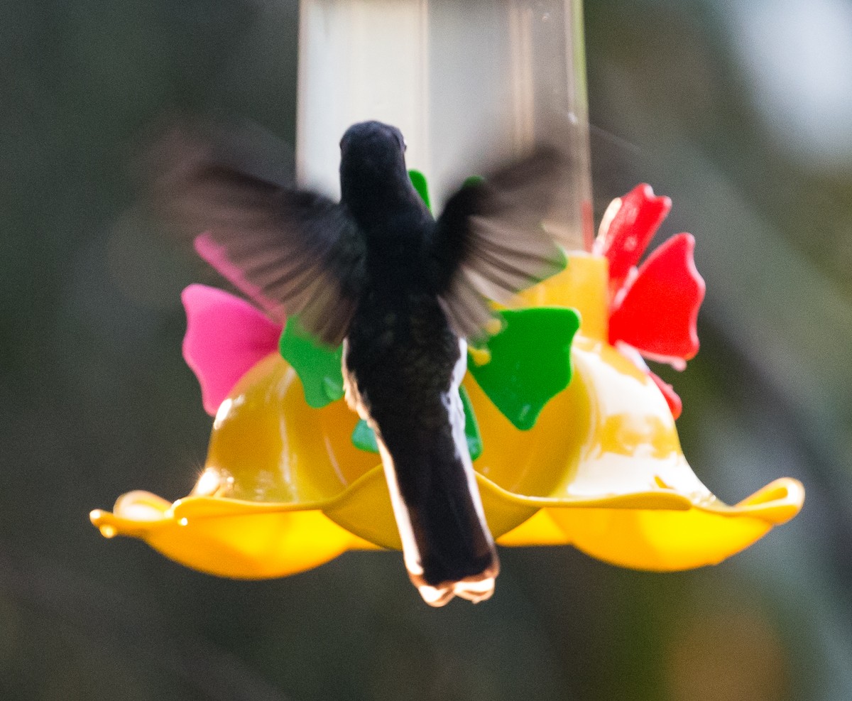 kolibřík černobílý - ML79869871