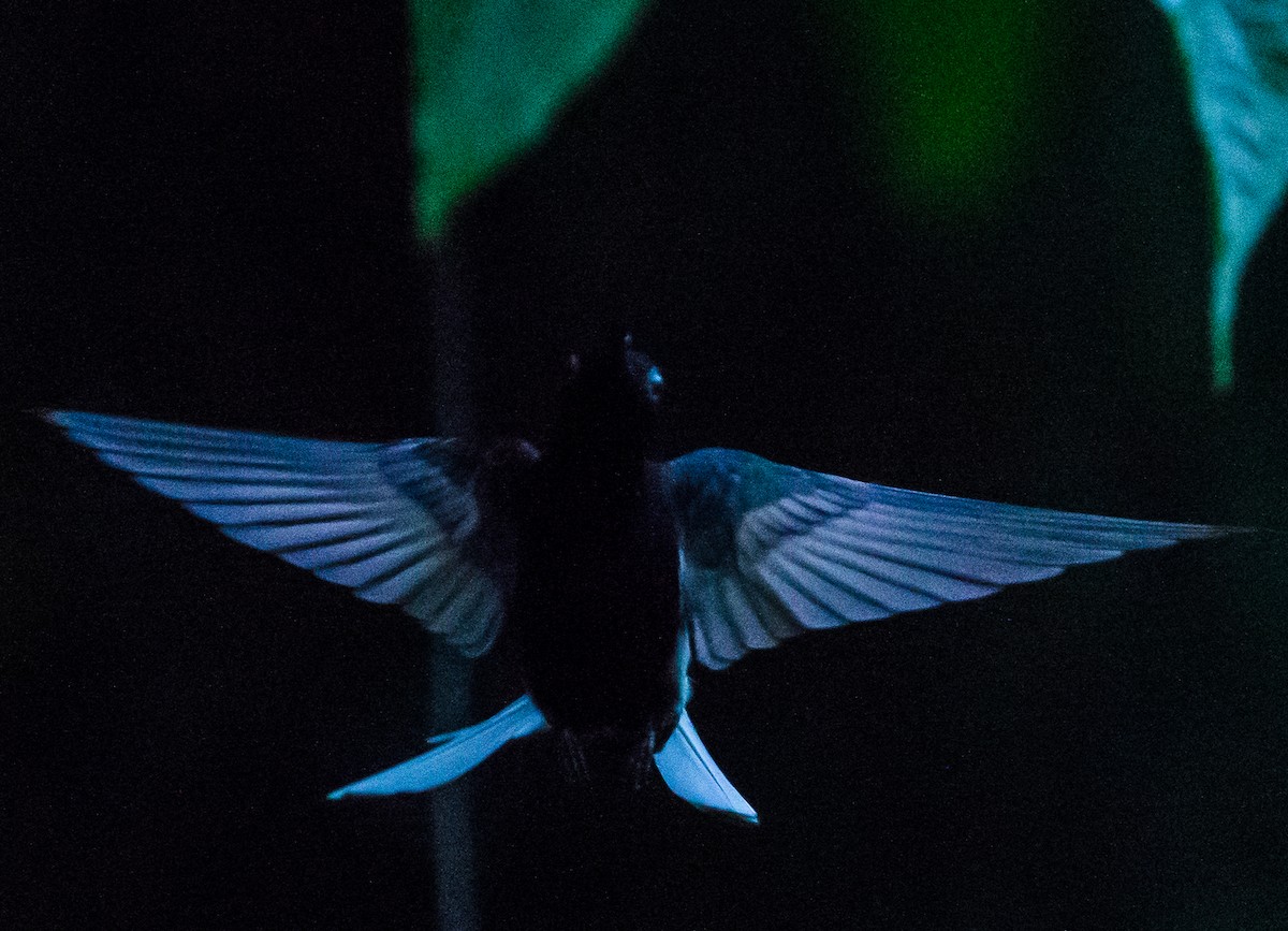 kolibřík černobílý - ML79869901