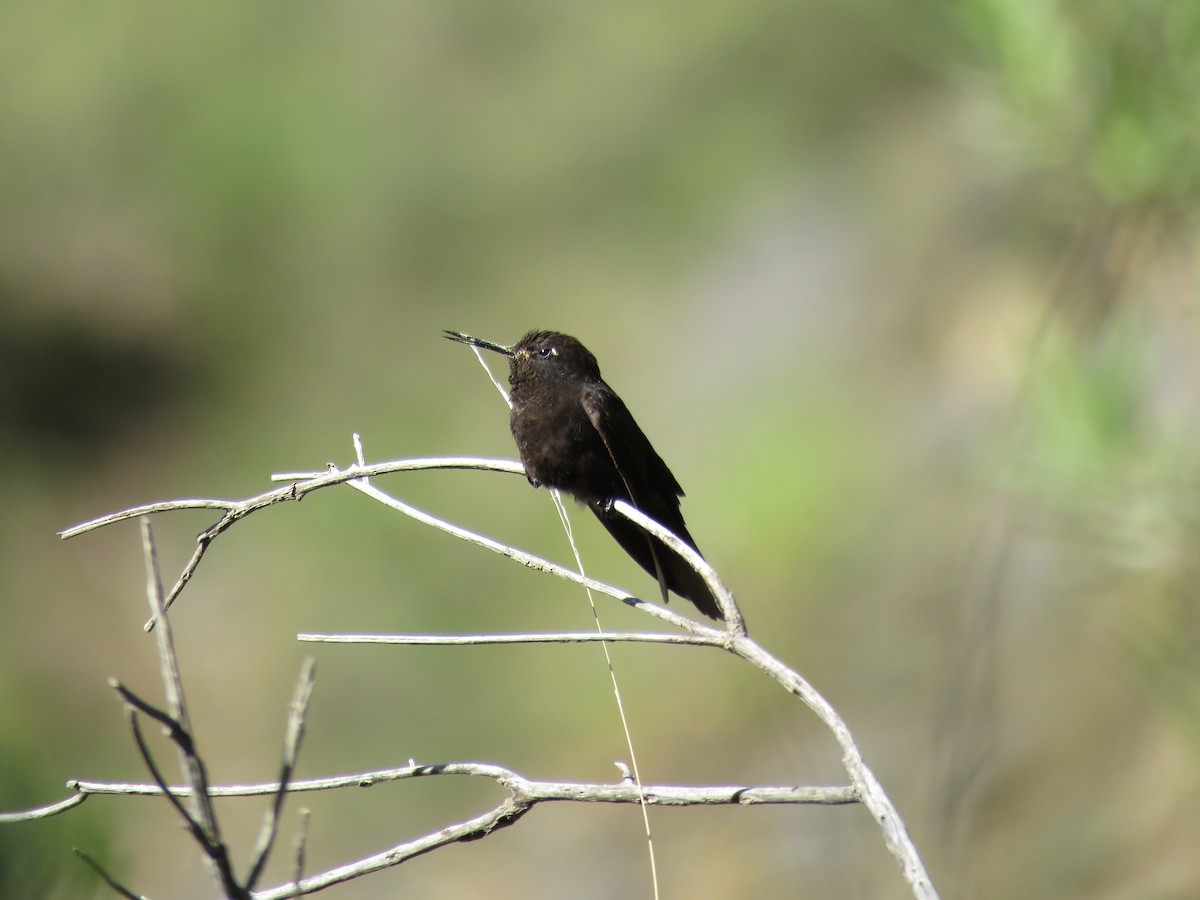 kolibřík mourovatý - ML79869921