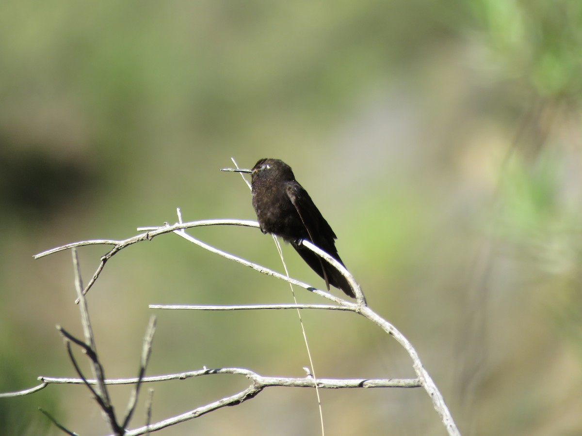kolibřík mourovatý - ML79870081