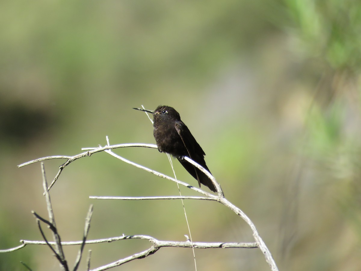 kolibřík mourovatý - ML79870161
