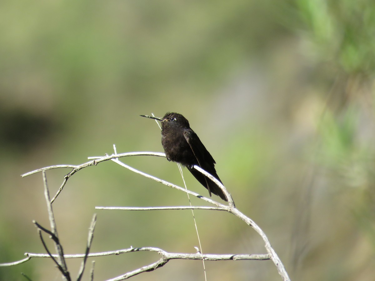 kolibřík mourovatý - ML79870201