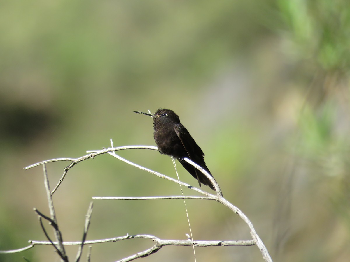 kolibřík mourovatý - ML79870271