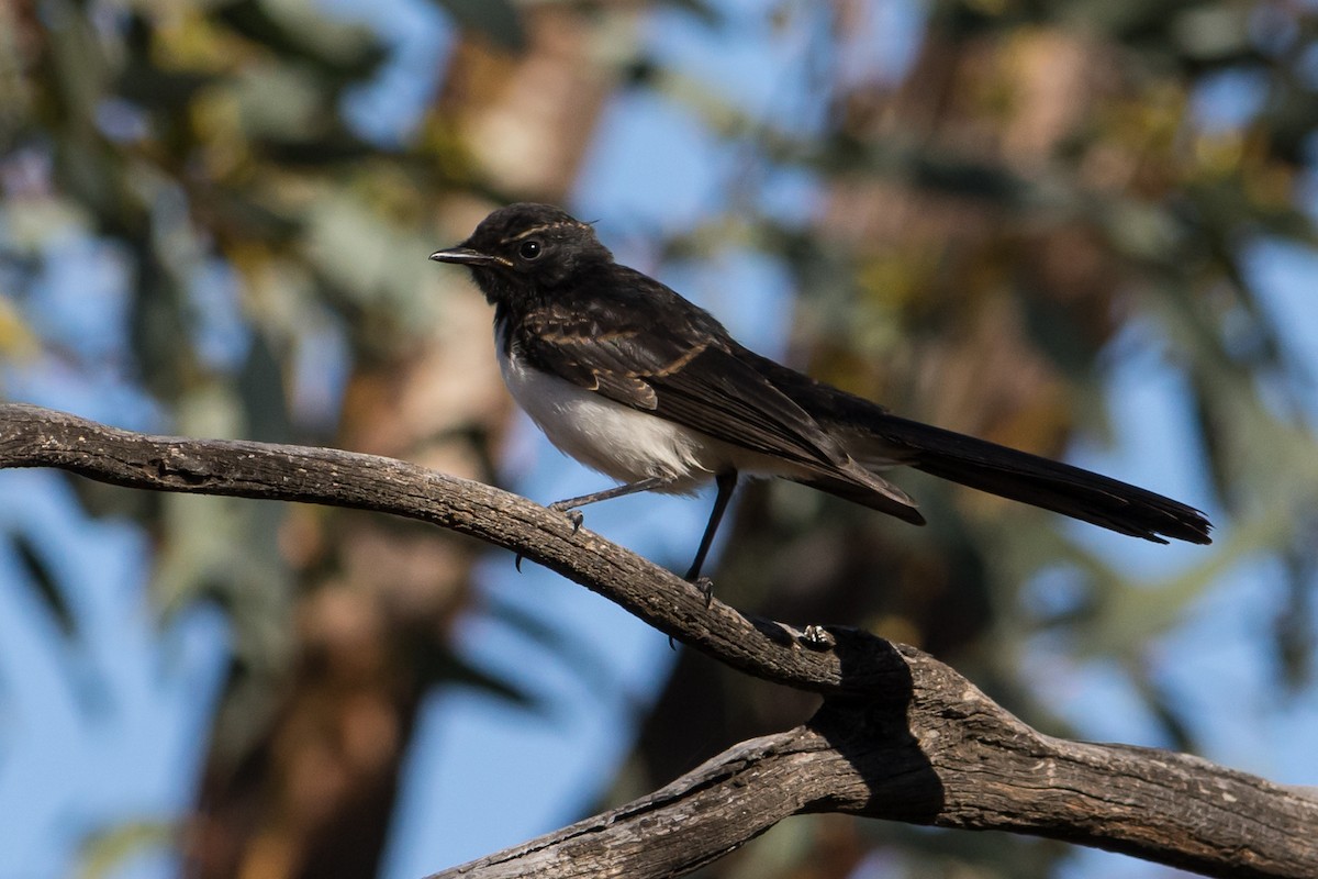 Willie-wagtail - ML79870371
