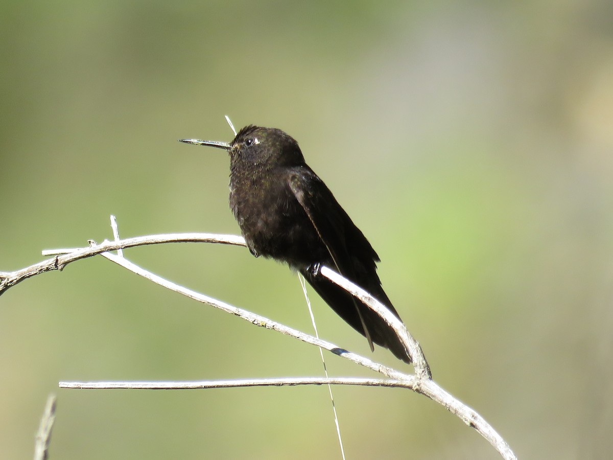 kolibřík mourovatý - ML79870641