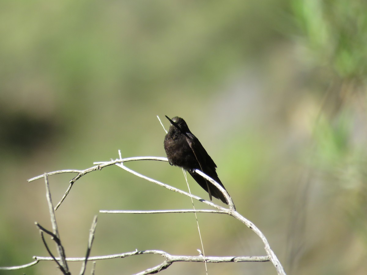 kolibřík mourovatý - ML79870781