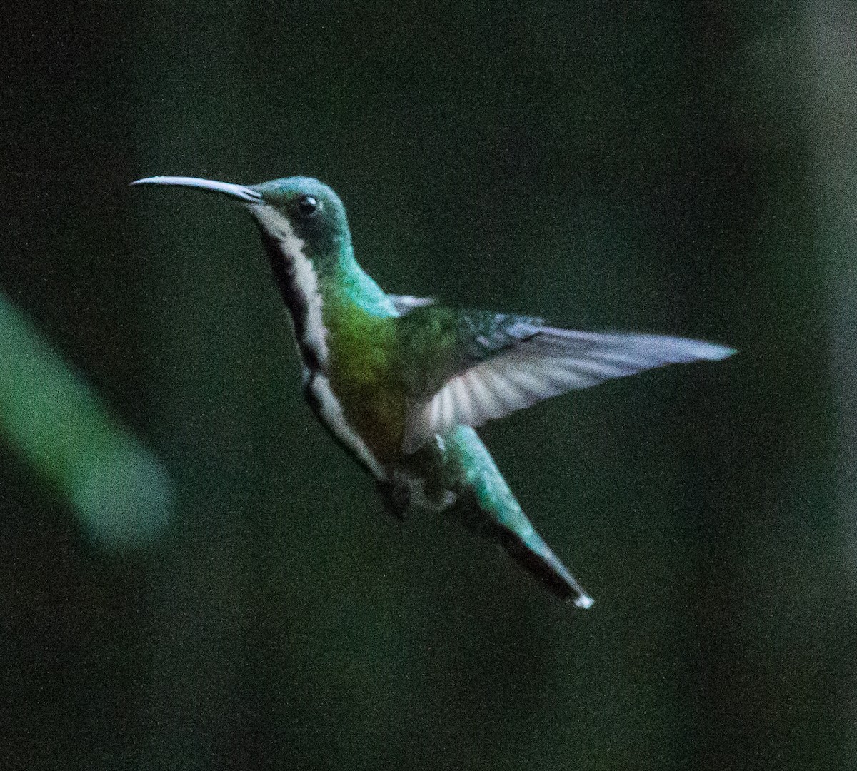 kolibřík tropický - ML79870891