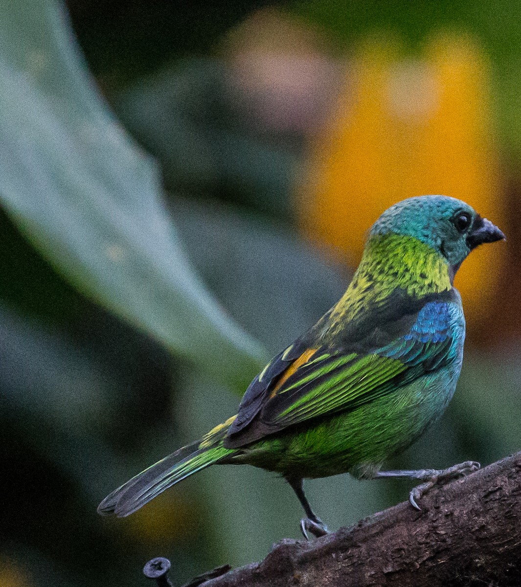 Green-headed Tanager - ML79871001