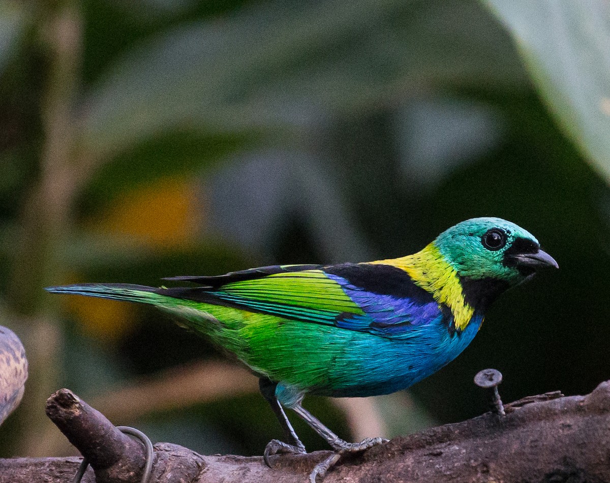 Green-headed Tanager - ML79871011