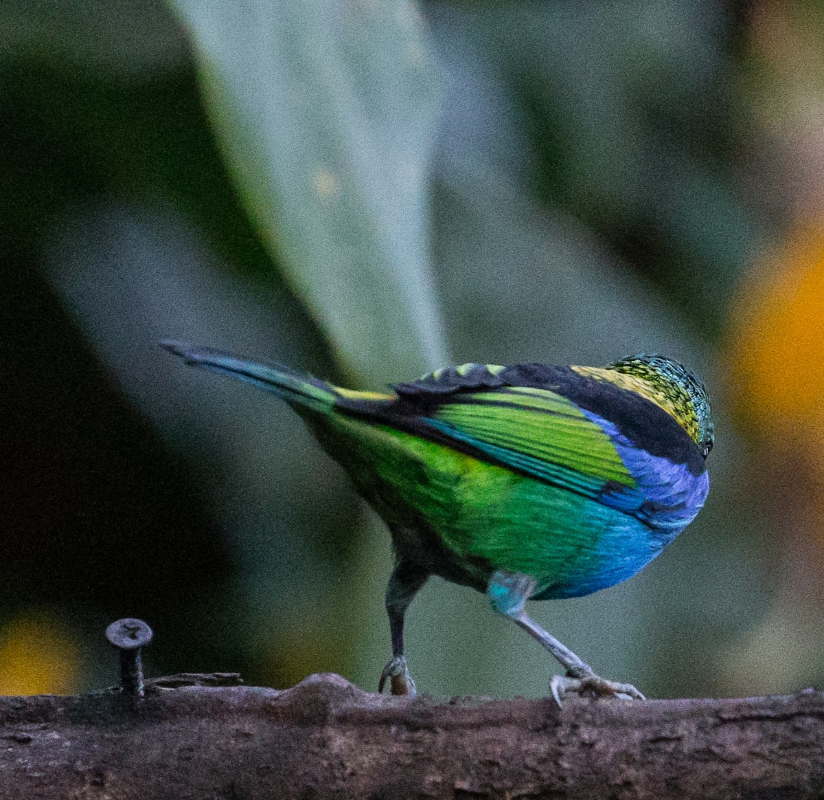 Green-headed Tanager - ML79871031