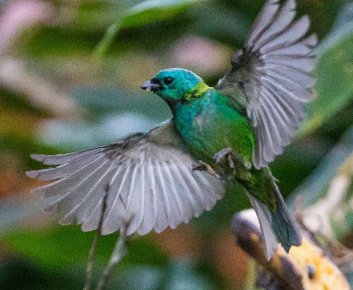Green-headed Tanager - ML79871041