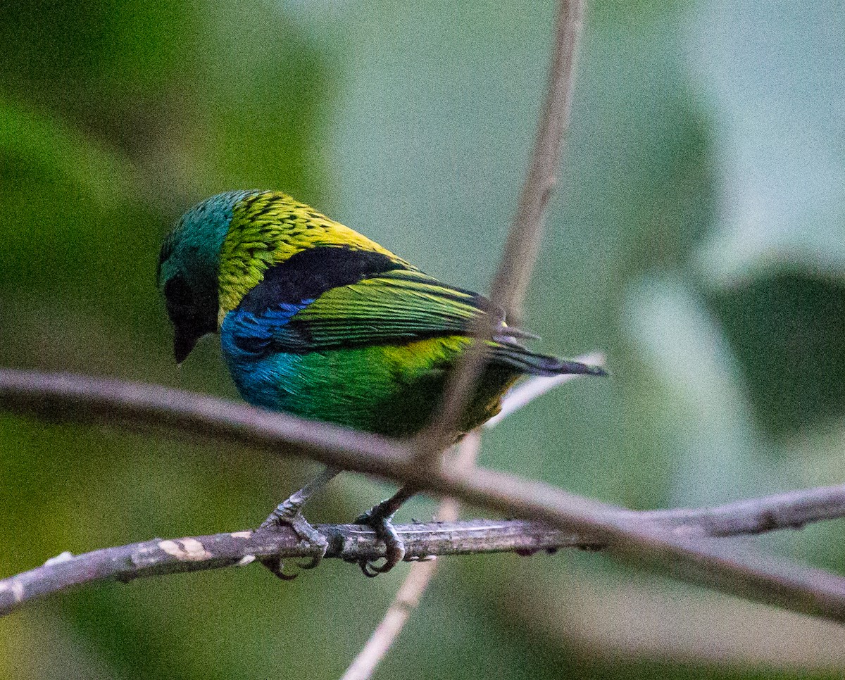 Green-headed Tanager - ML79871051