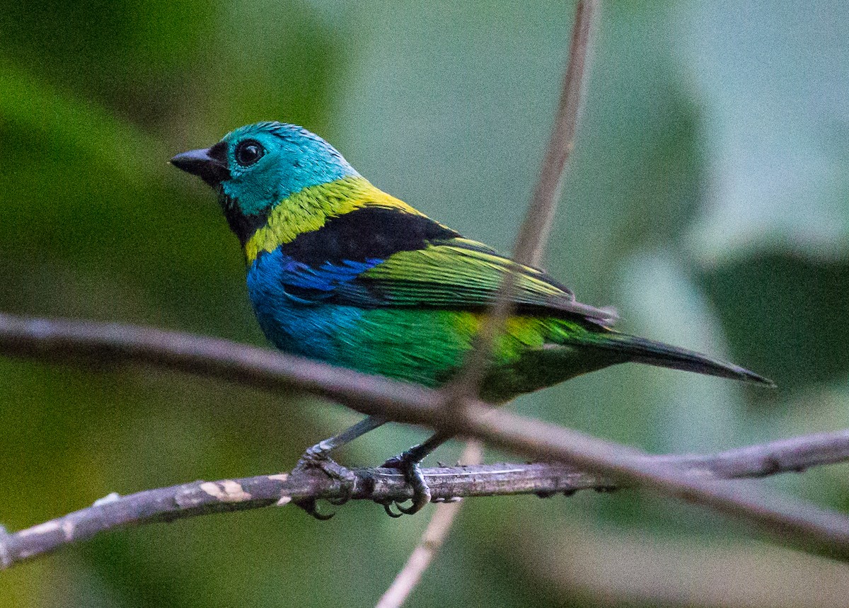 Green-headed Tanager - ML79871071