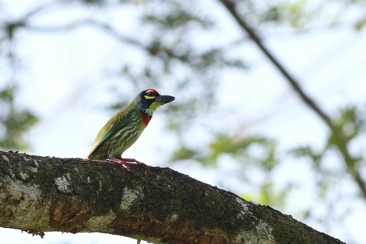 Coppersmith Barbet - Meng-Chieh (孟婕) FENG (馮)