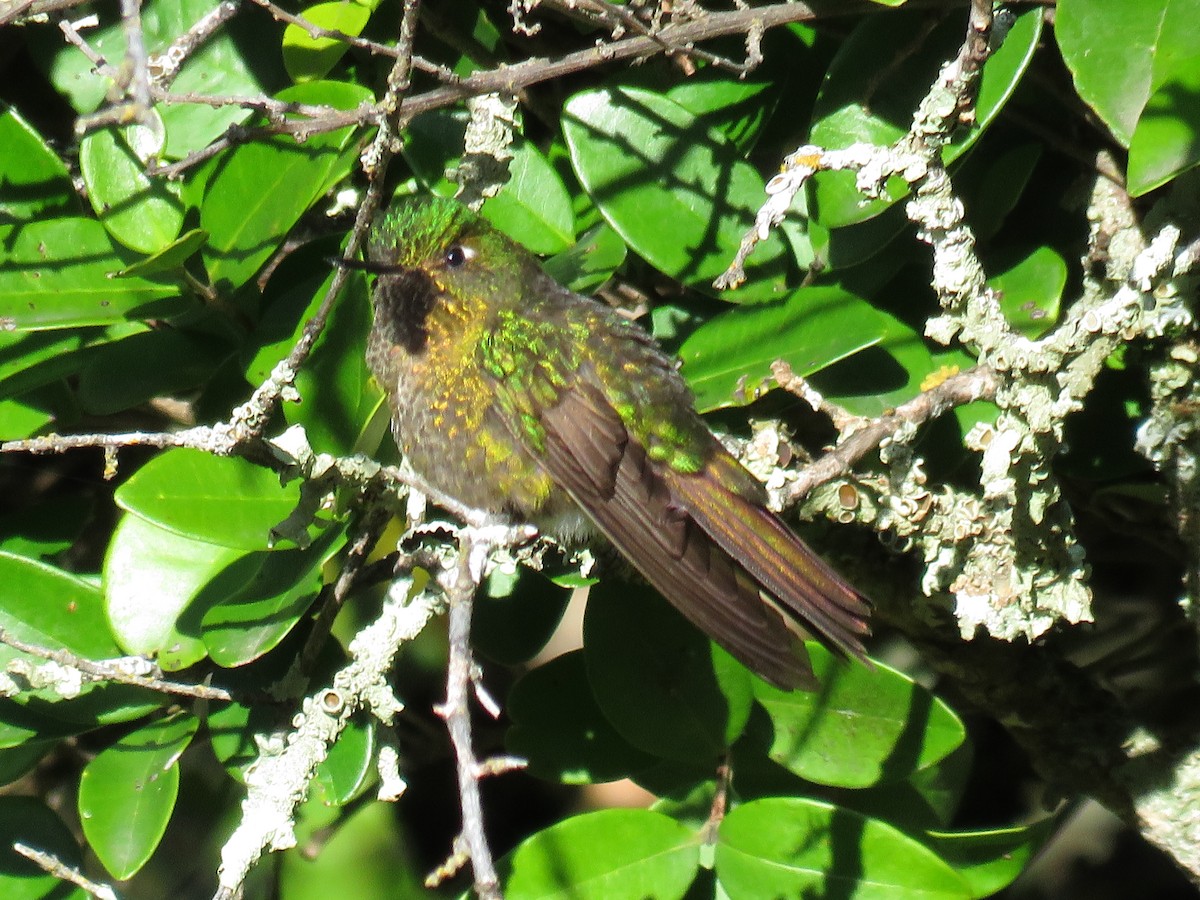 kolibřík dřišťálový - ML79871361