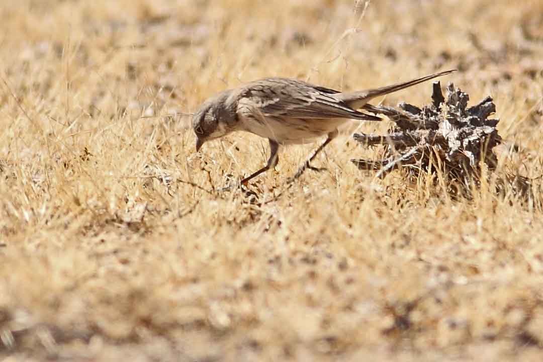 Sagebrush Sparrow - ML79872791