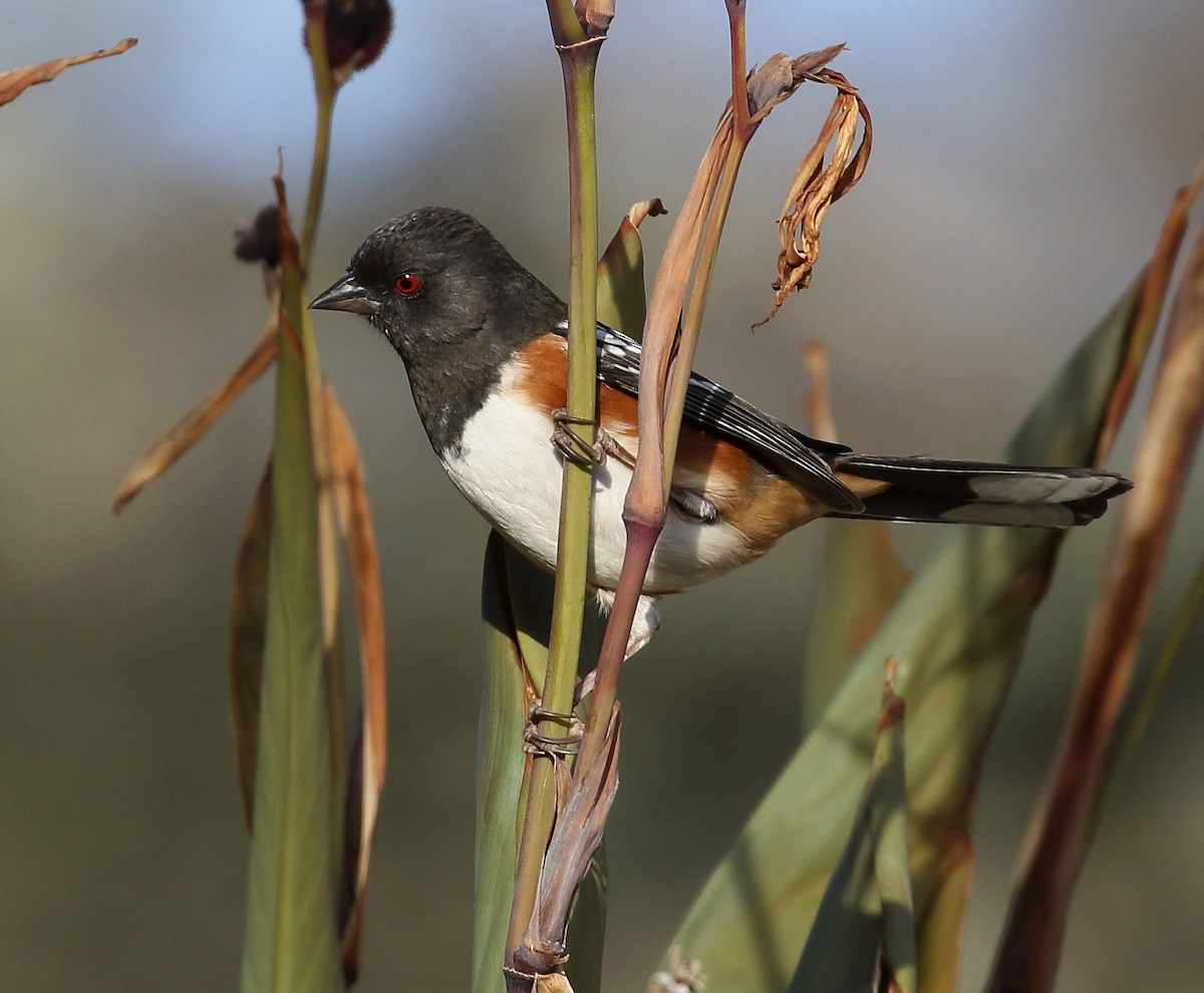 Spotted Towhee - ML79873321