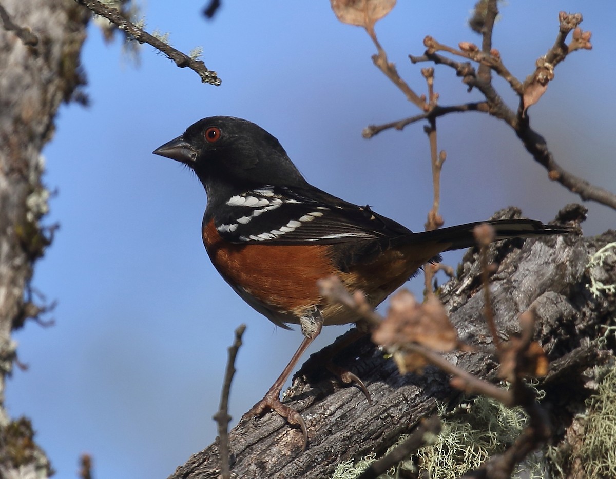 Spotted Towhee - ML79873421