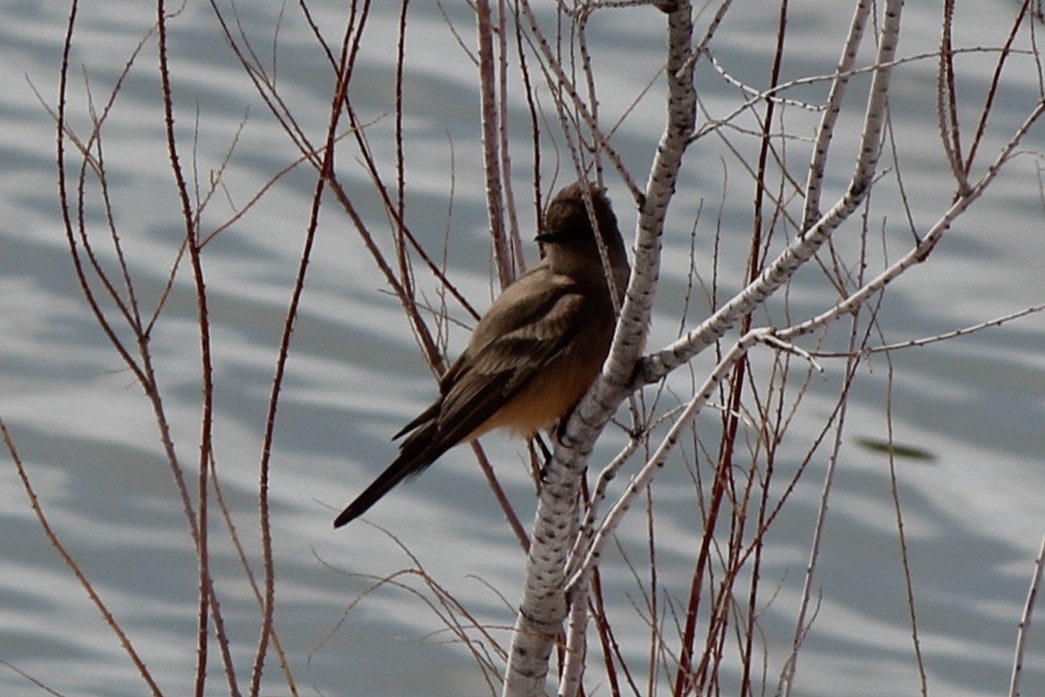 Say's Phoebe - Kenny Frisch