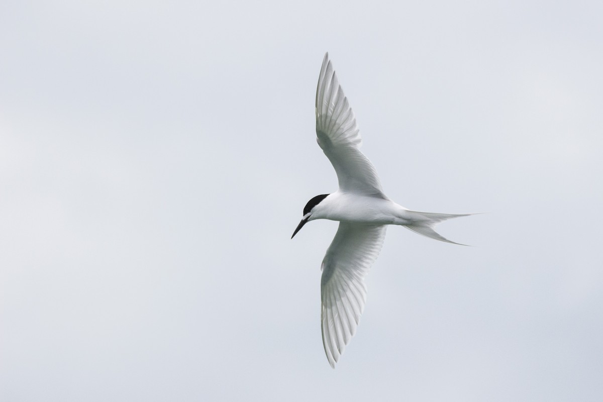 White-fronted Tern - Oscar Thomas