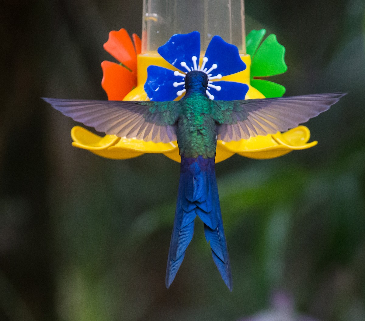 Swallow-tailed Hummingbird - Meg Barron