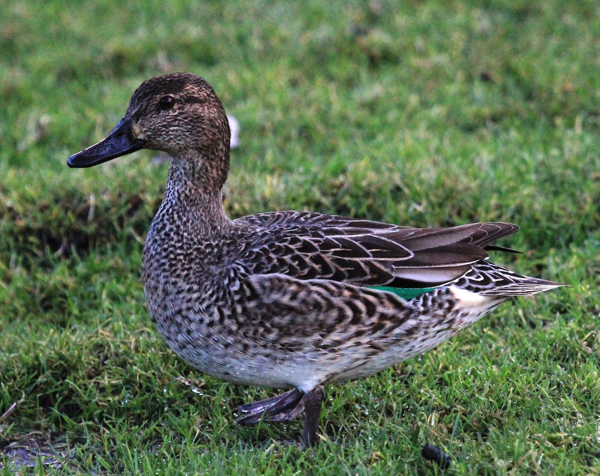 Green-winged Teal - ML79877741