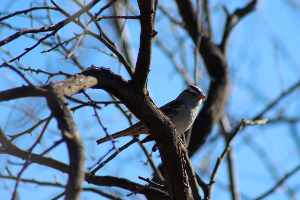 White-crowned Sparrow - ML79878231
