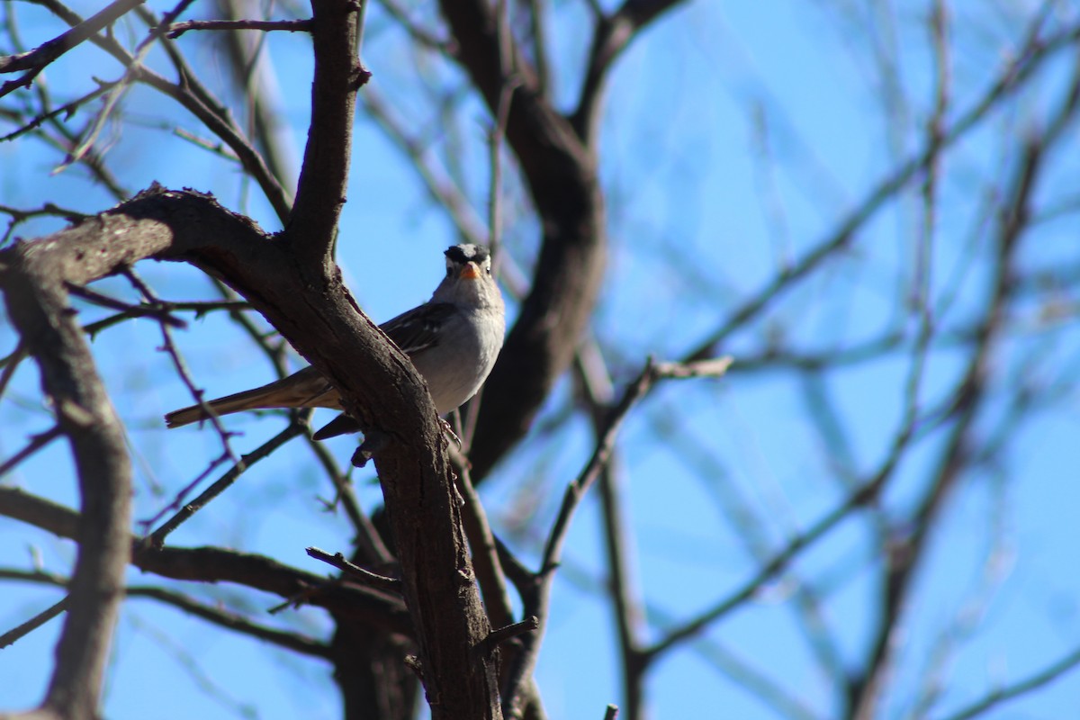 White-crowned Sparrow - ML79878241