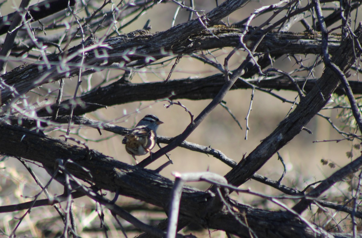 White-crowned Sparrow - ML79878261