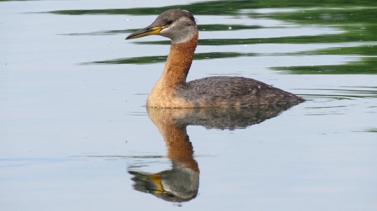 Red-necked Grebe - Greg Froude ⛏️