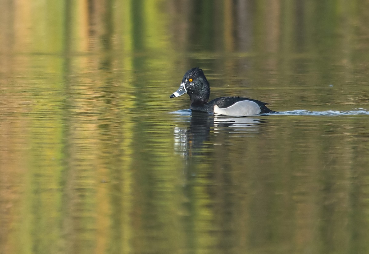 Ring-necked Duck - Jerry Ting