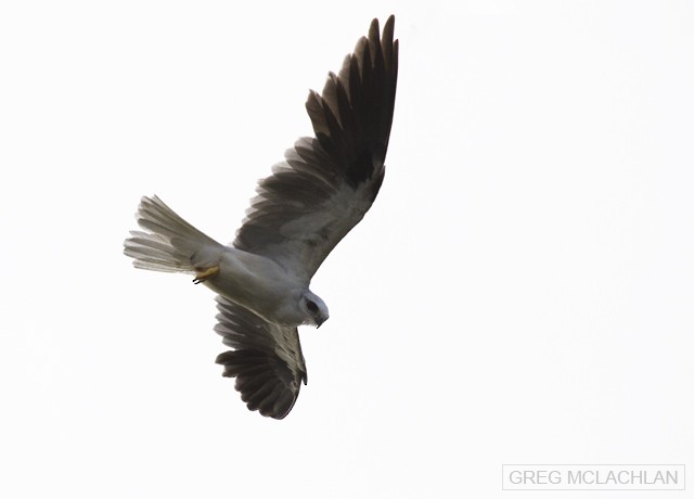 Black-shouldered Kite - ML79881181