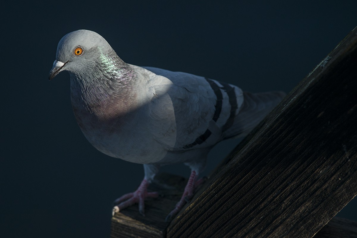 Rock Pigeon (Feral Pigeon) - ML79881551