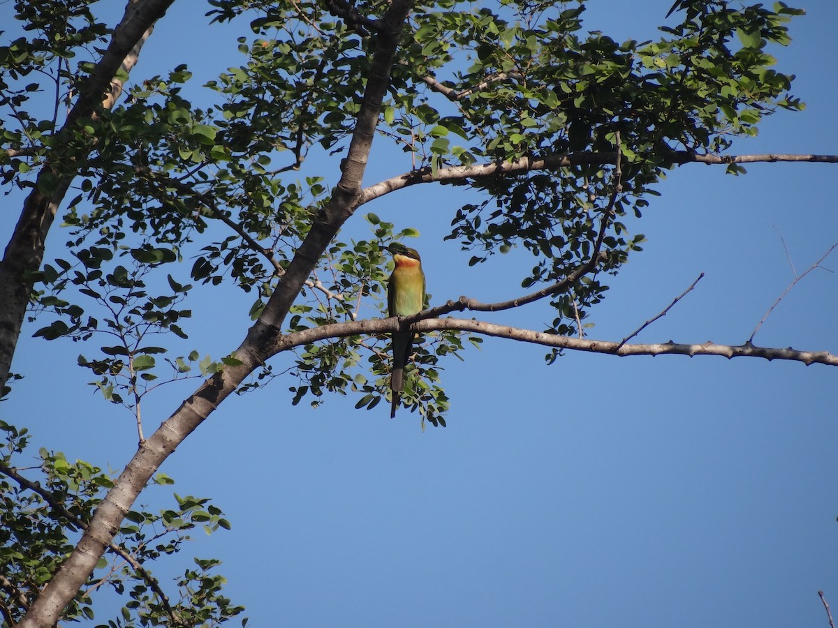 Blue-tailed Bee-eater - ML79882511
