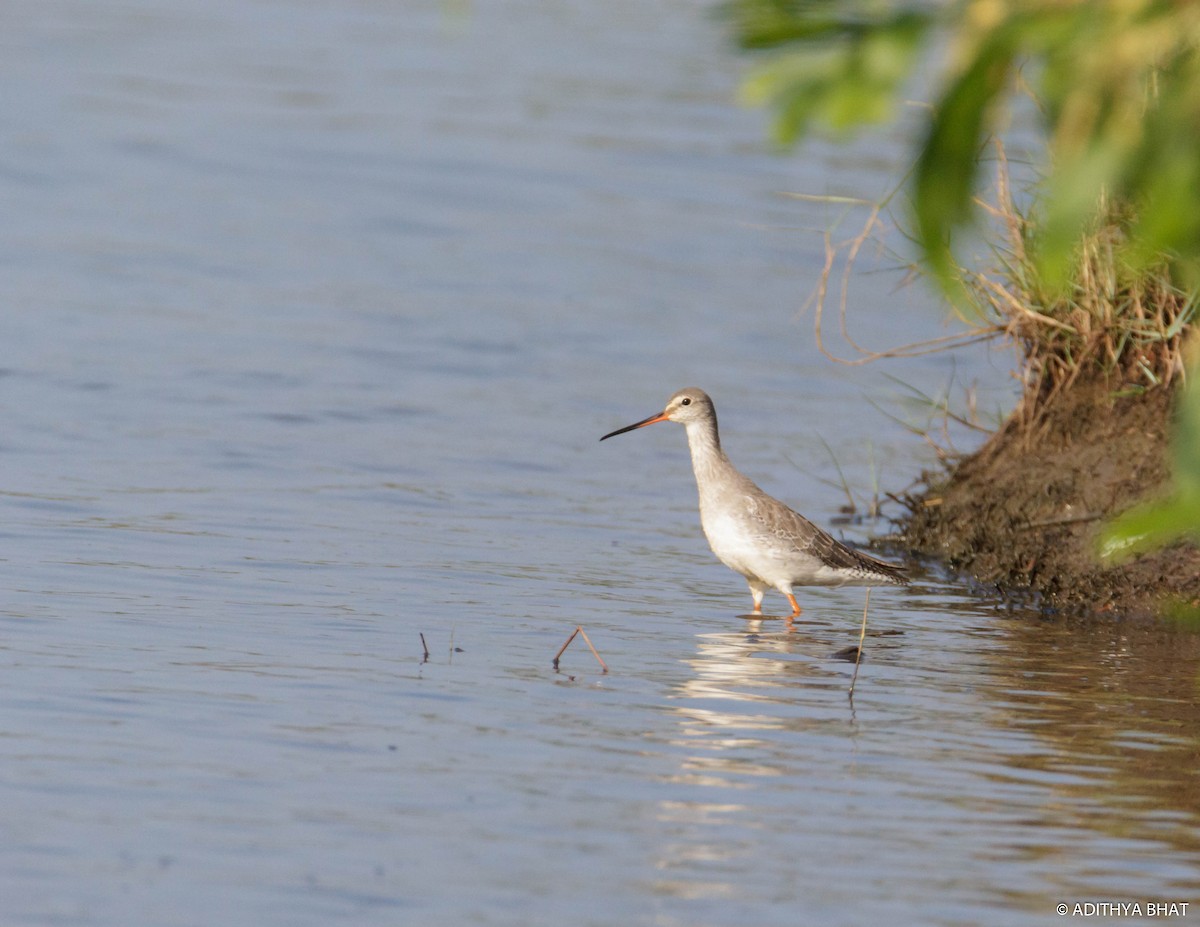 Spotted Redshank - Adithya Bhat