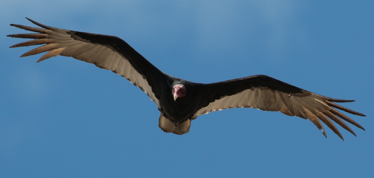 Turkey Vulture - Vasco Valadares