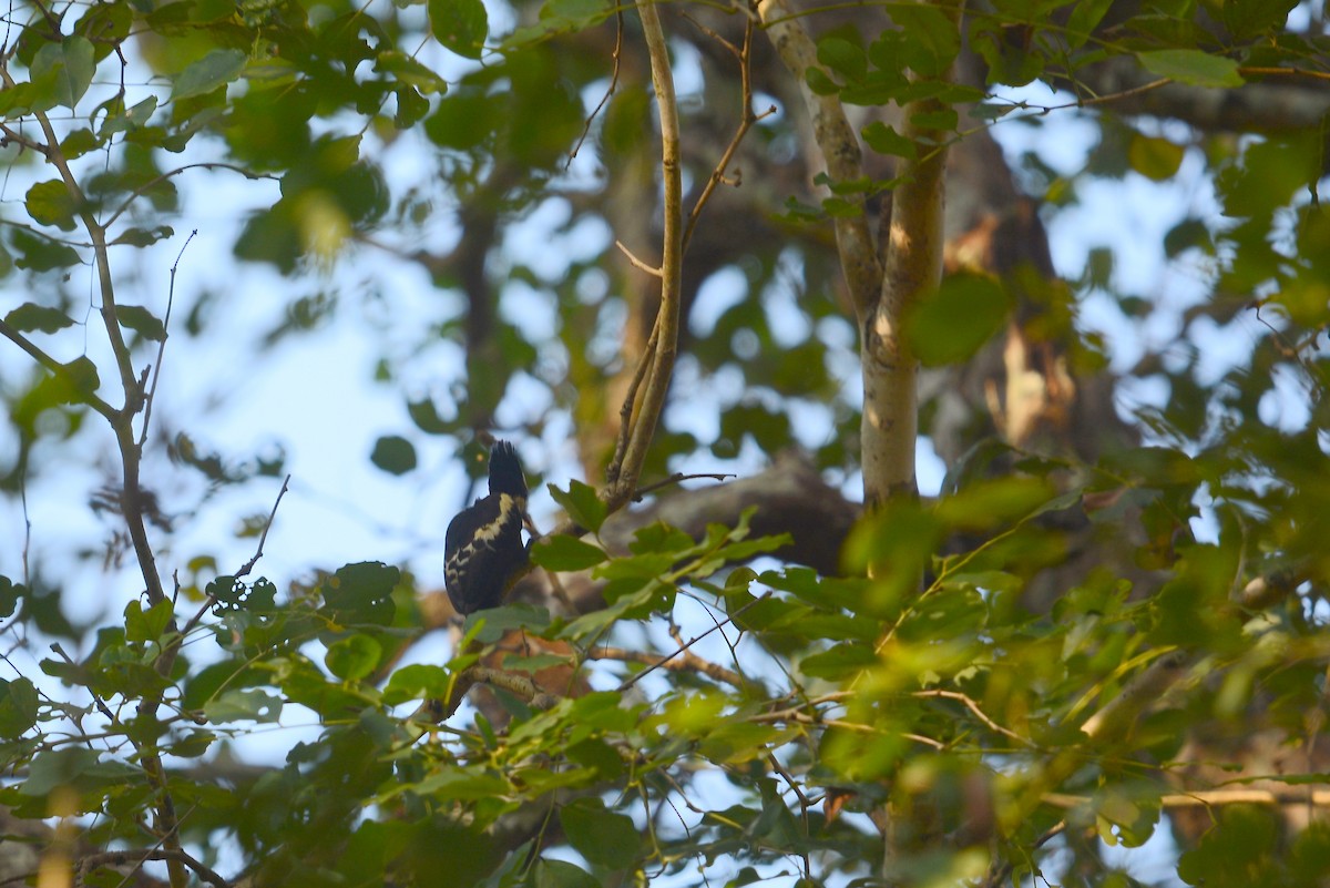Heart-spotted Woodpecker - ML79890971