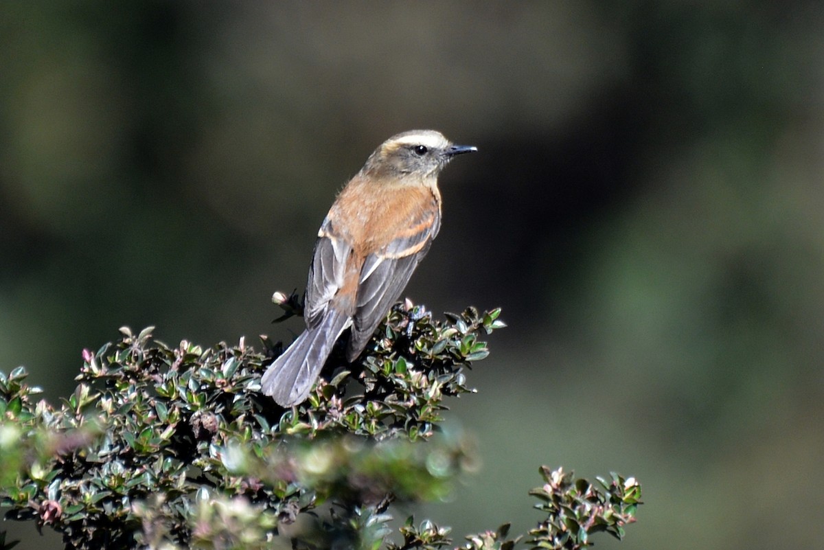Brown-backed Chat-Tyrant - Henry Cook