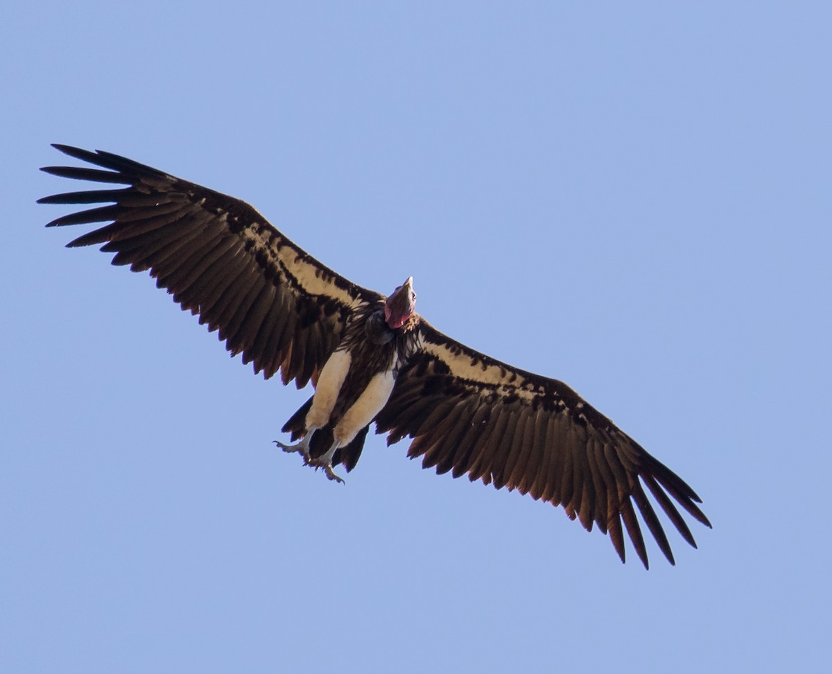 Lappet-faced Vulture - ML79894611