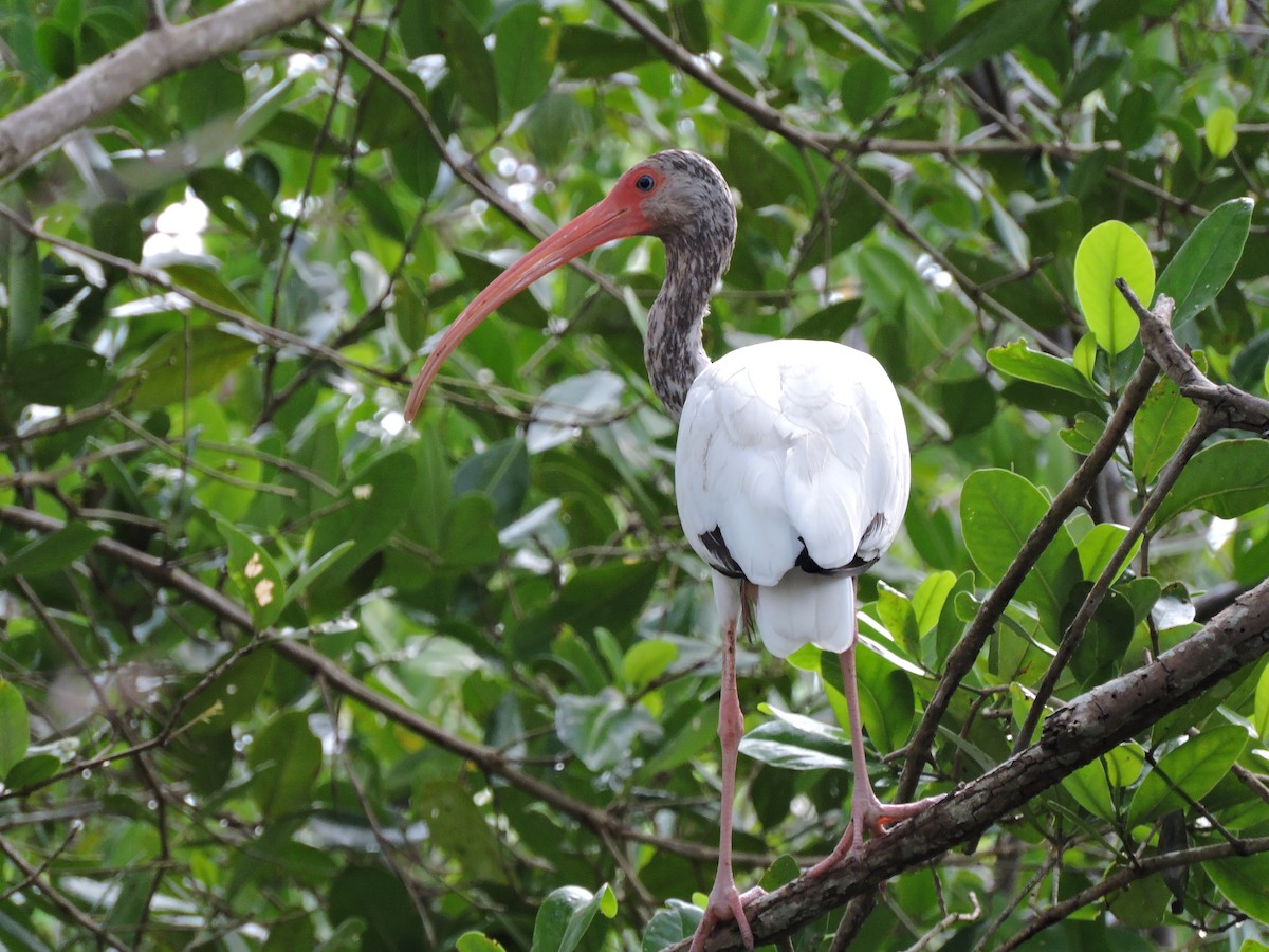ibis bílý - ML79894701