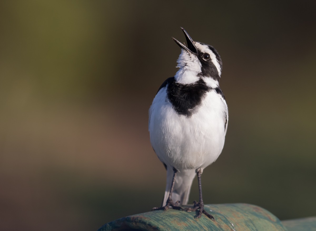 African Pied Wagtail - ML79894761