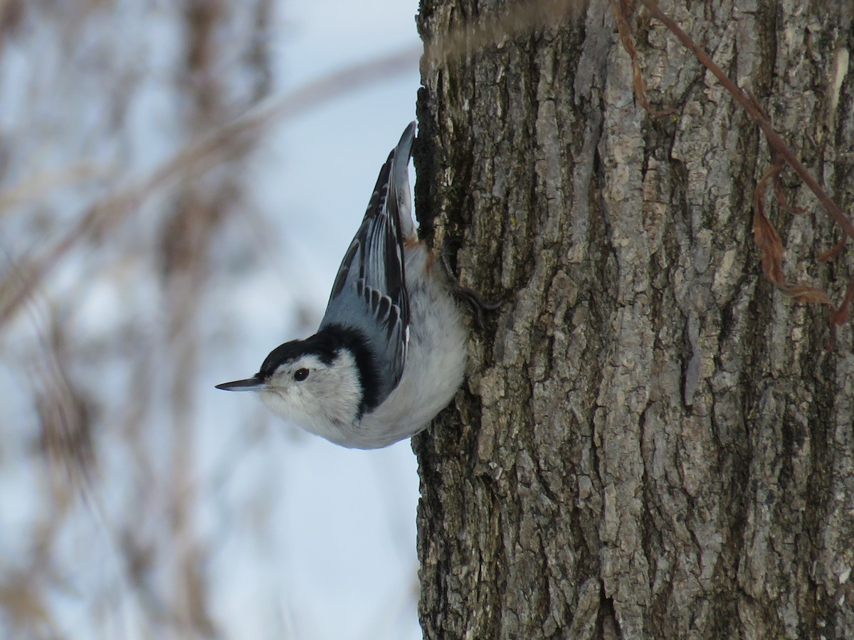 White-breasted Nuthatch - ML79895081