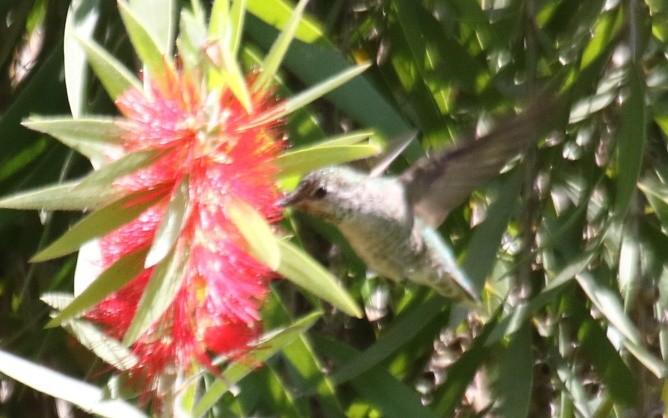 Anna's Hummingbird - ML79898831