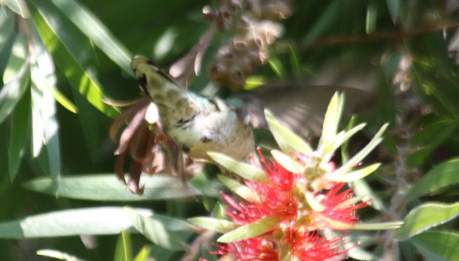 Anna's Hummingbird - ML79898841