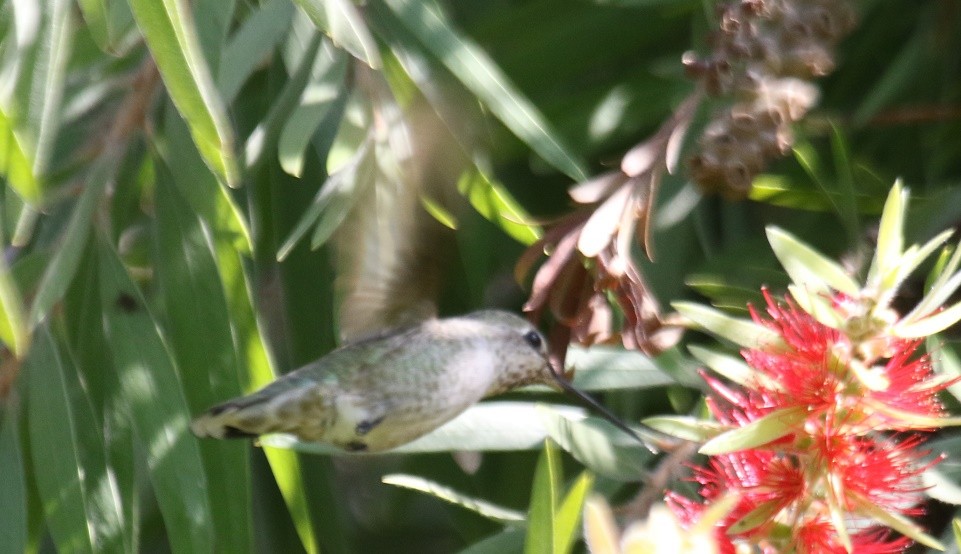 Anna's Hummingbird - ML79898851