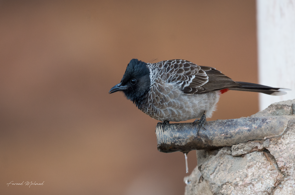 Red-vented Bulbul - ML79901151