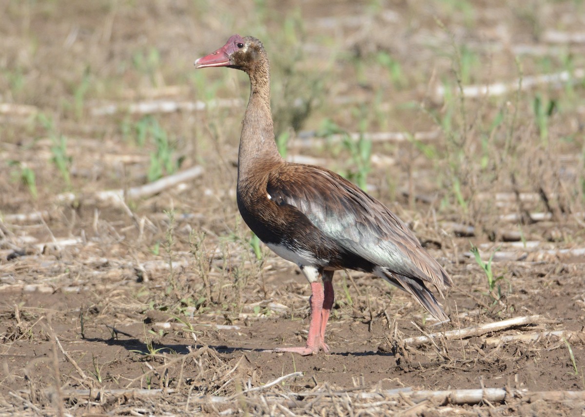Spur-winged Goose - ML79901731