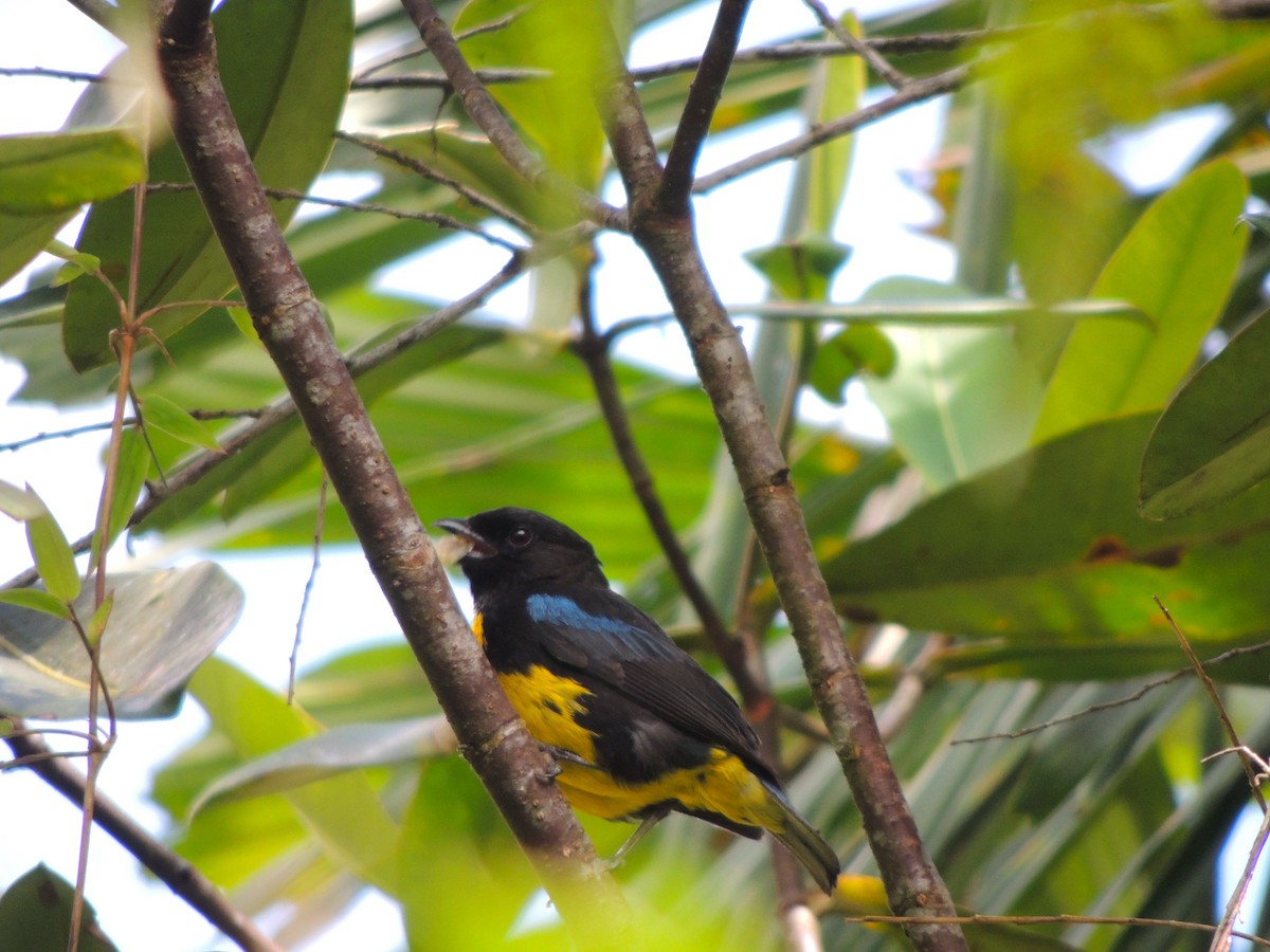 Black-and-gold Tanager - ML79904291