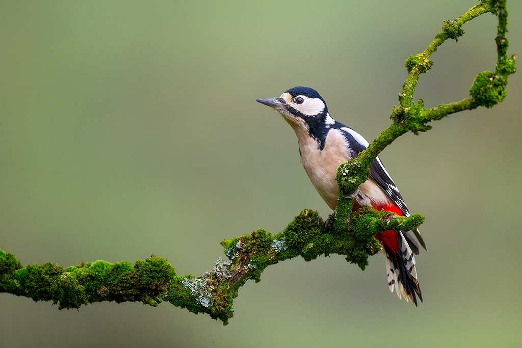 Great Spotted Woodpecker - ML79904931