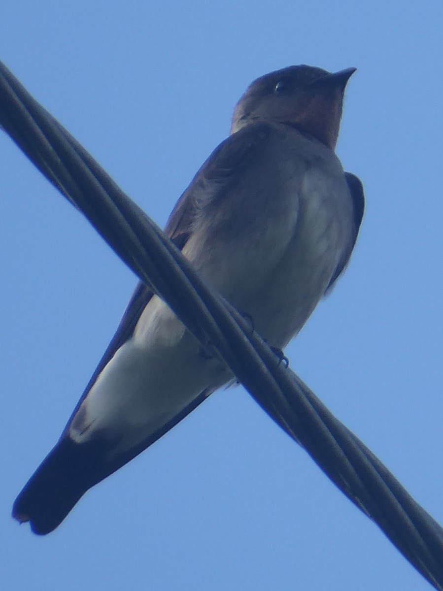 Southern Rough-winged Swallow - Lorraine Cowl